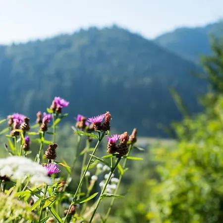 рибничанка Herberg Skhidnytsia